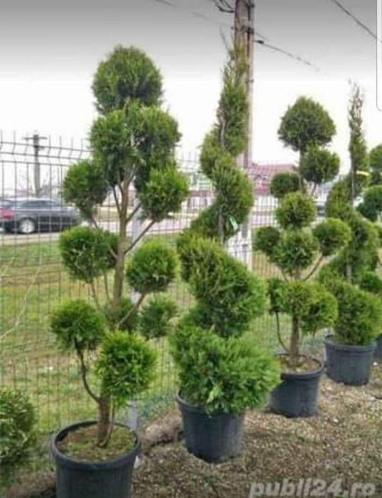 Magnolia diferite culori