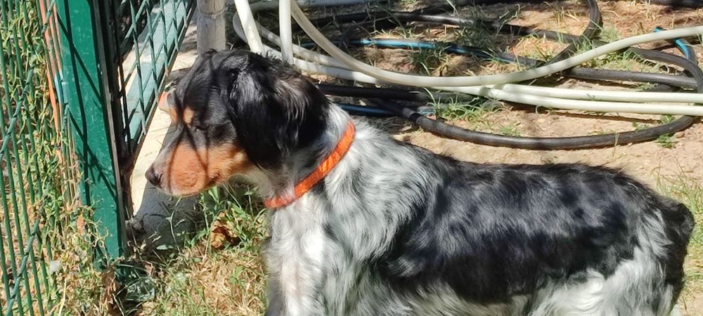 эпаньол бретон женски