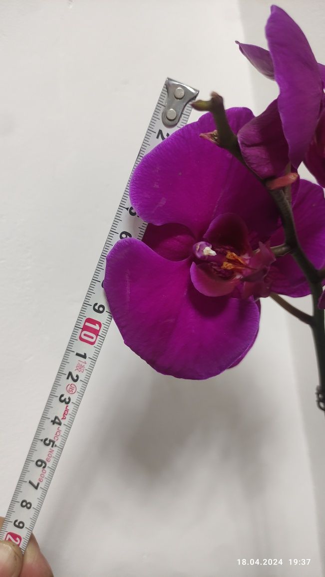 Орхидея /Phalaenopsis Orchid Chainmai/ 65см
Орхидея большая 65см
150.0