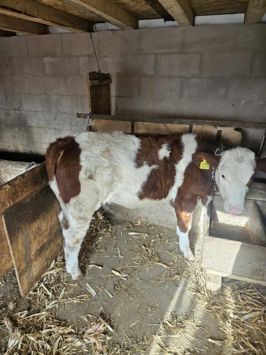 Vite de vanzare din rasa Baltata Romaneasca