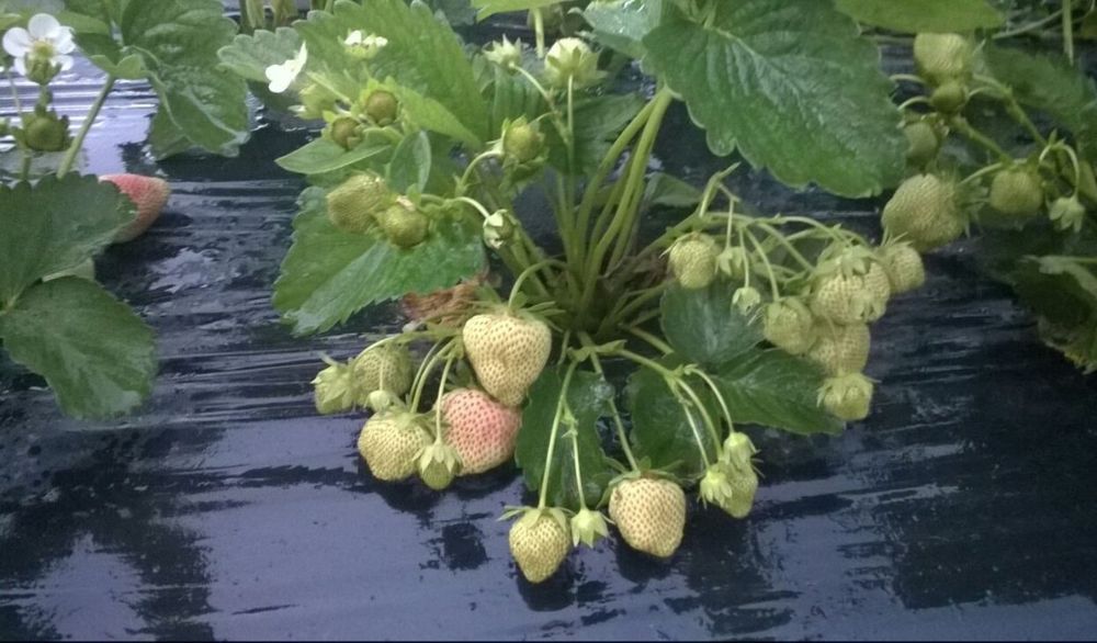 Vindem Stoloni Capsuni A+