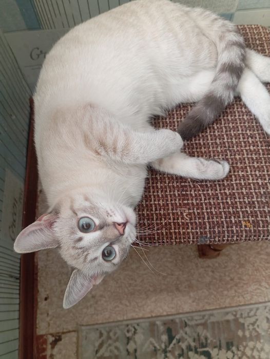 Отдам кошку в добрые руки