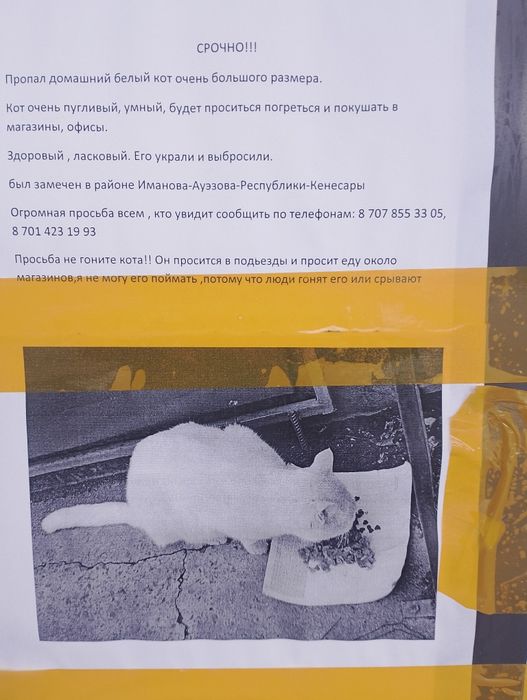 Пропал кот белый