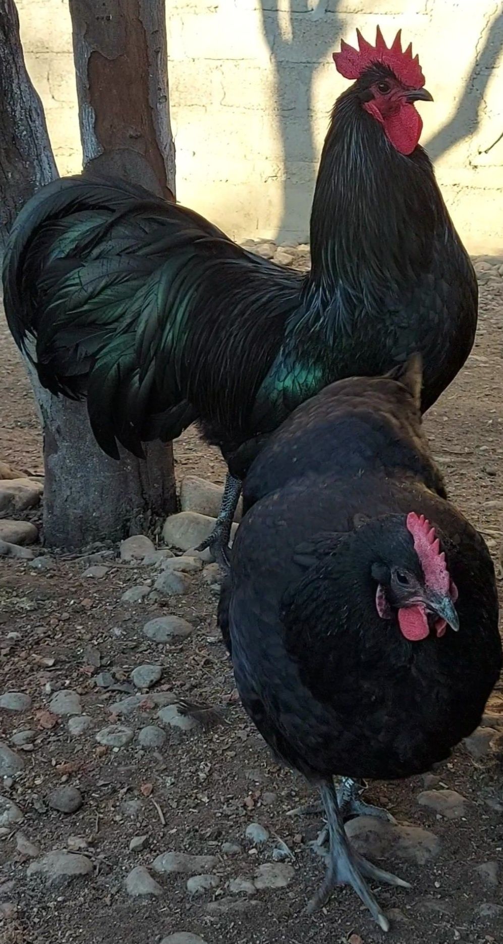 pui australorp negru