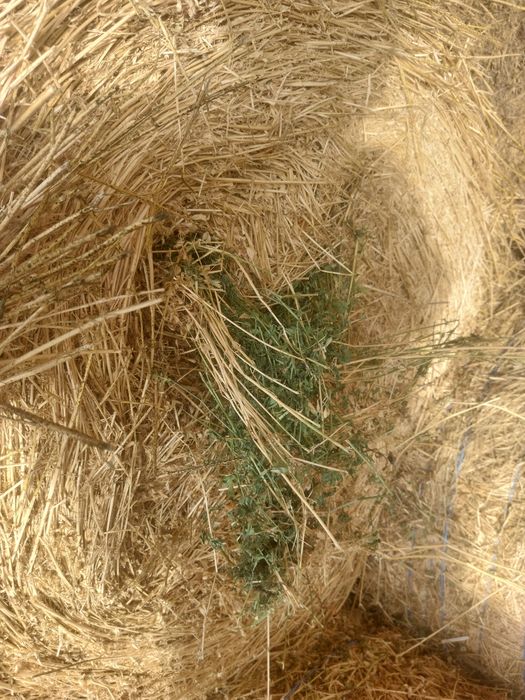 Vând lucernă  casă 2 și 3