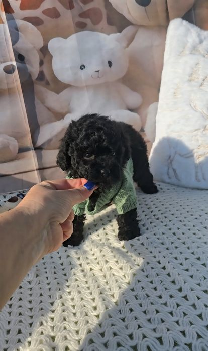 Мини пудел с родословие- 5 поколения назад