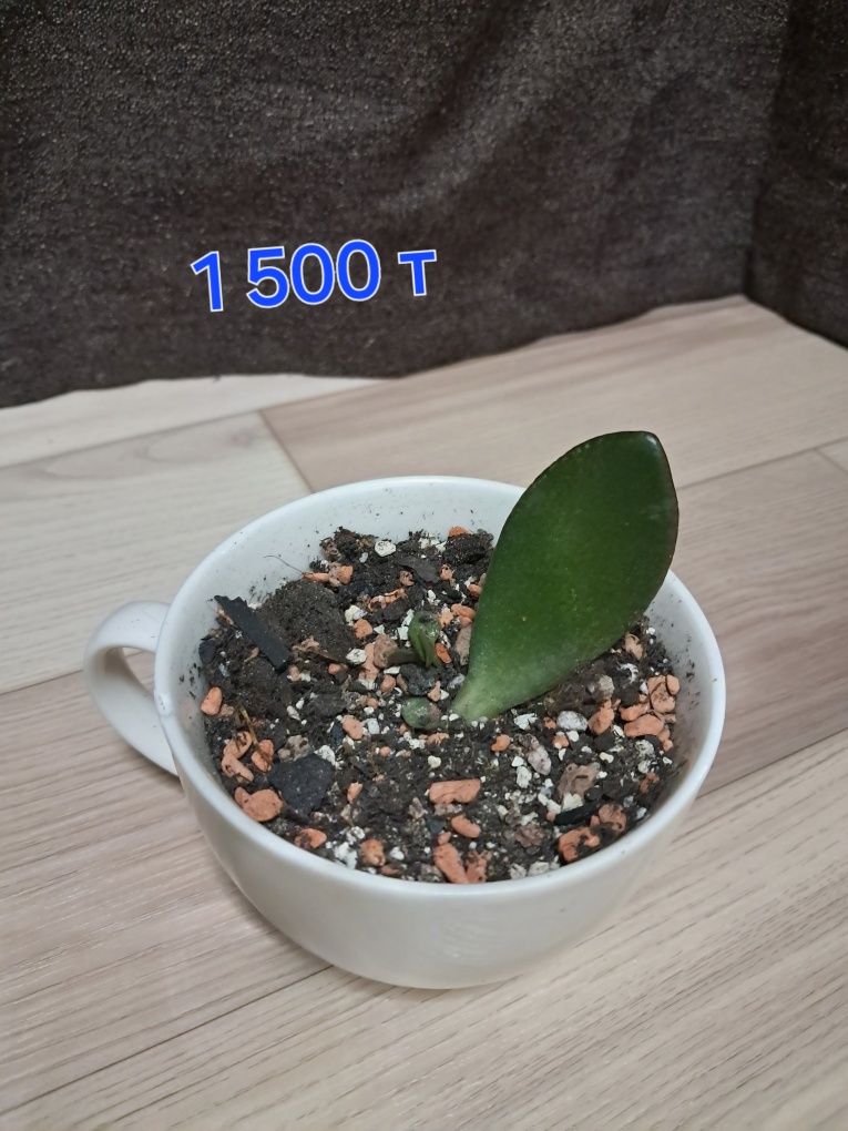 Продам комнатные растения