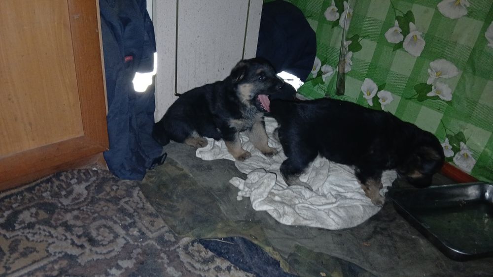 Продам щенков  овчарки