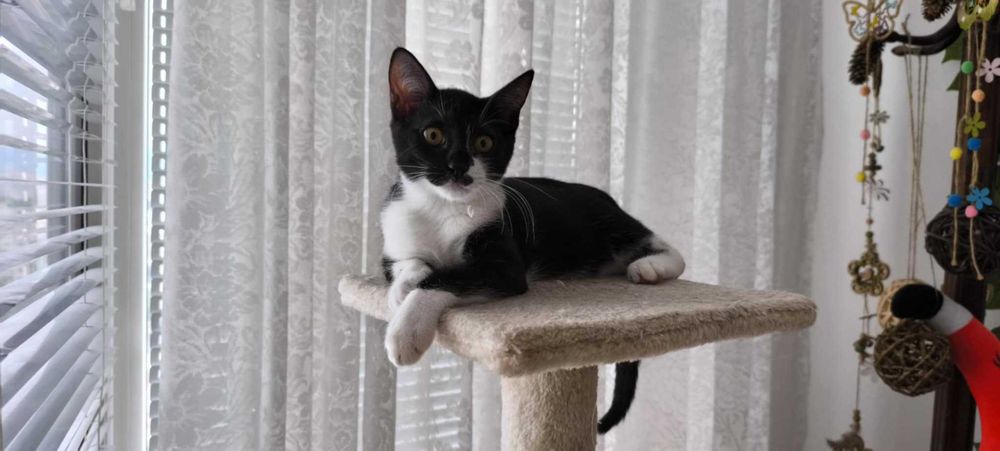 Коте Бела има спешна нужда от дом