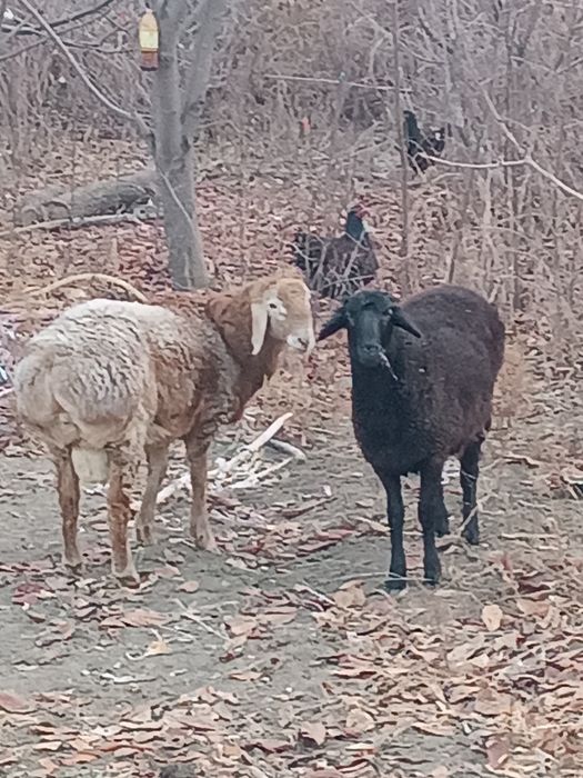 Продам два барана.
