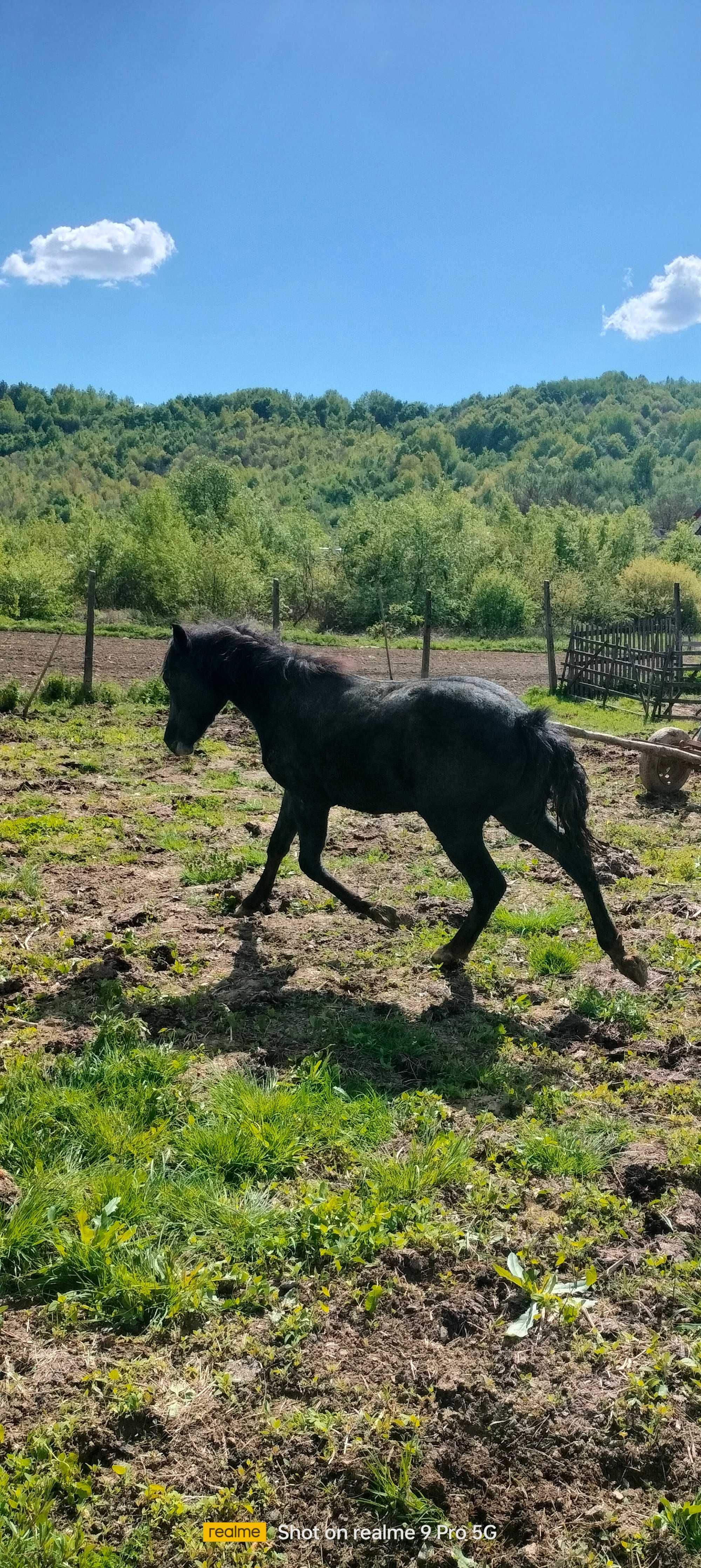 Mânz negru  de vânzare 11 luni