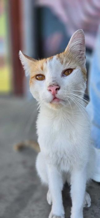 Adoptie donez Motan portocaliu cu alb 7-8 luni