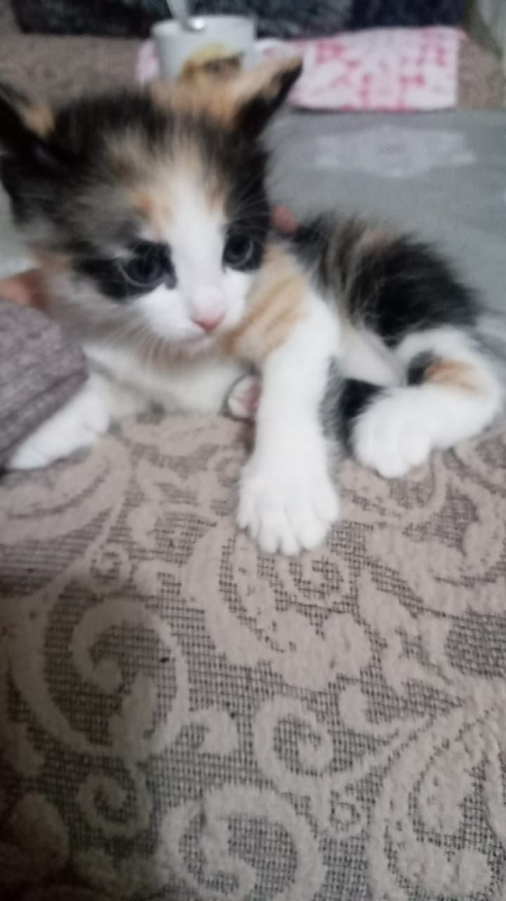 Отдам котят в добрые ,любящие руки!