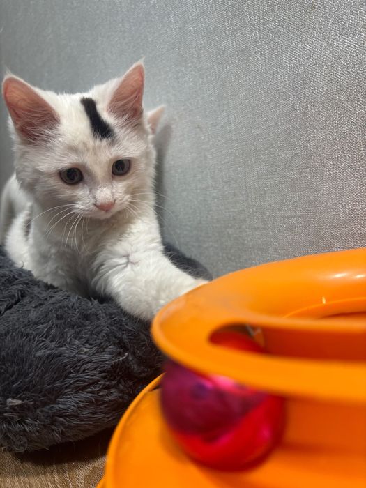 отдам котенка в хорошие руки