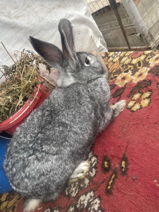 Iepuroi de monta  8 luni