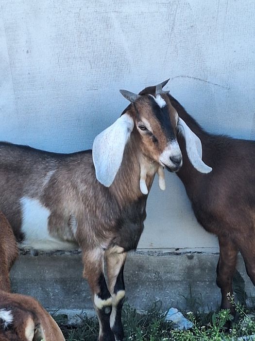 Țap Anglo Nubian de vânzare