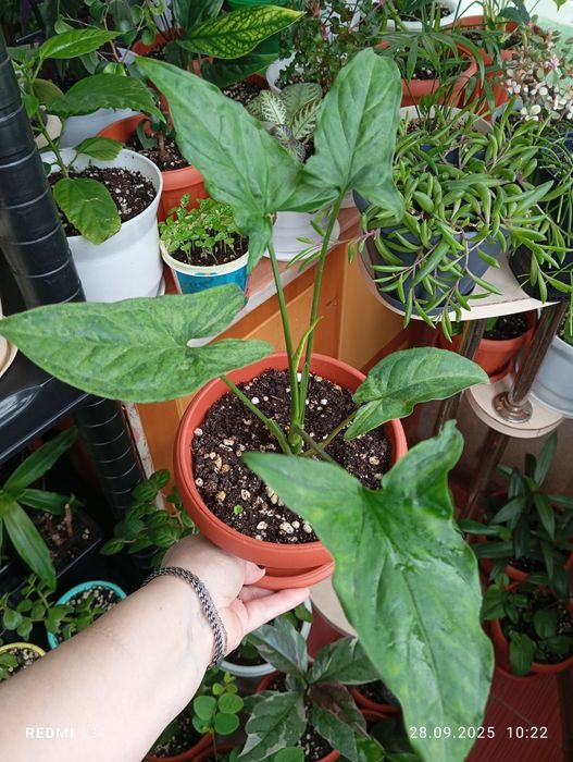 Продам цветы комнатные