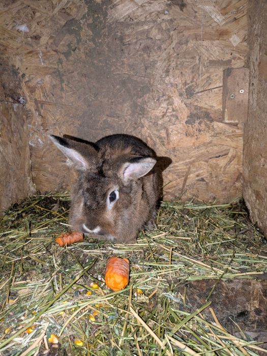 Iepuri pitici adulți 8 luni