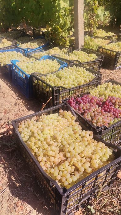 Vând struguri  de vin amestec