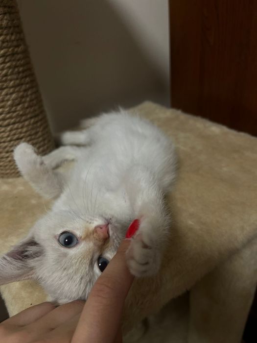 Отдам котенка в хорошие и добрые руки