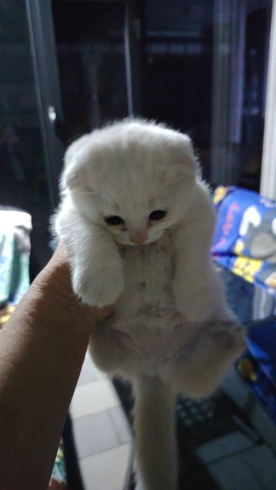 Кошечки шатлагские