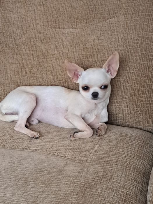 Вязка мини Чихуахуа