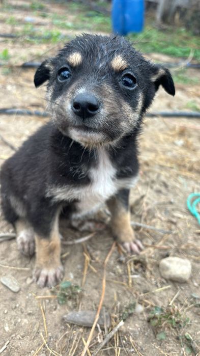 Puiuți de câine metis spre adopție