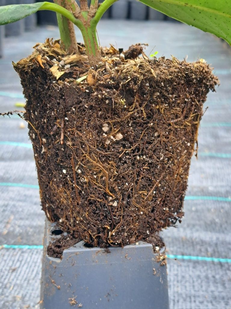 Prunus Laucerasus 30-40 cm soiul Novita