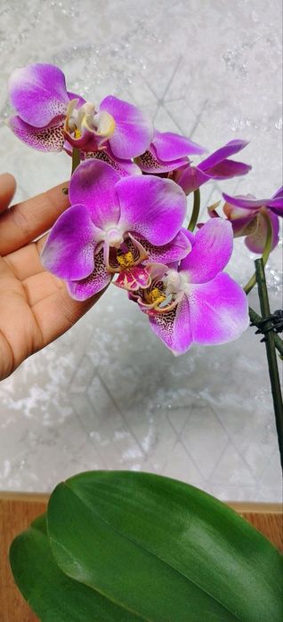 Орхидеи Phalaenopsis