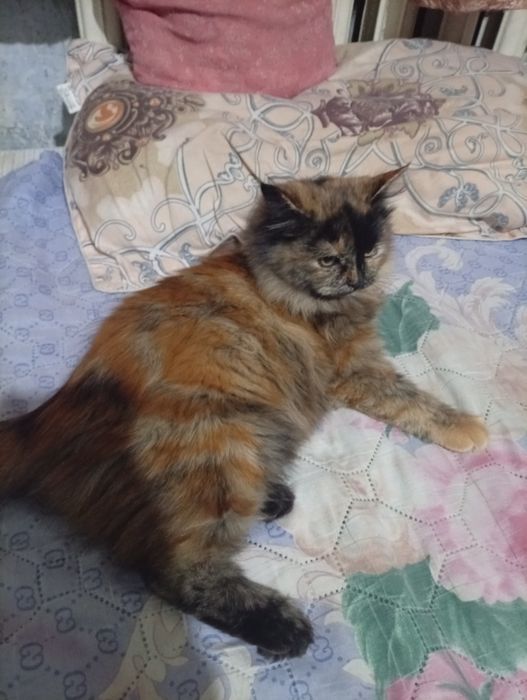 Котята отдадим в хорошие руки