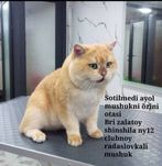 Skottish fold zalataya shinshilla
