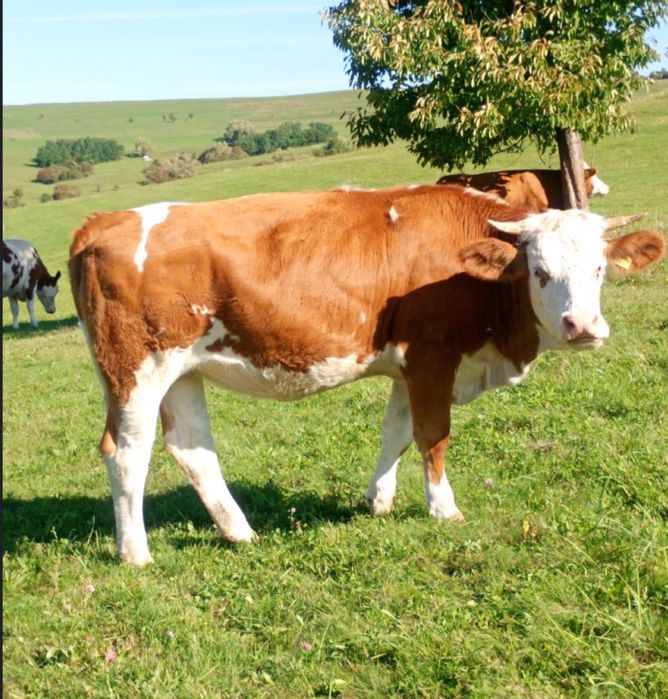 Vand vaci calitative‼️