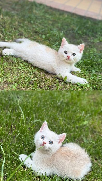 Породыстие котята