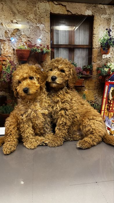 Poodle toy de vanzare