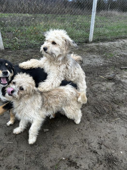 Donez cateluse bisoni