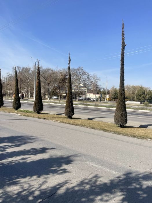 Стрижка елок и деревьев