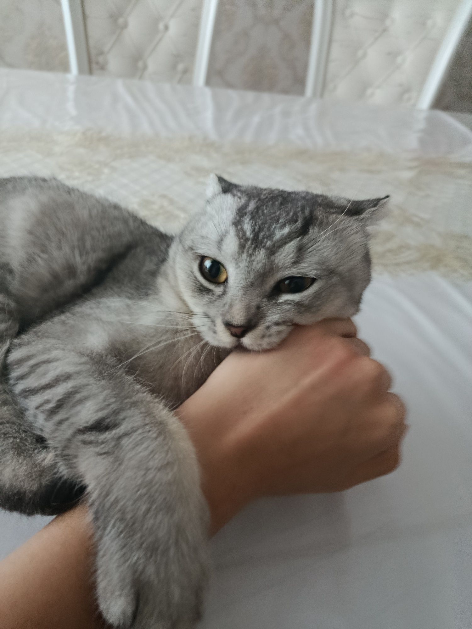 кот для вязки, 1 год коту