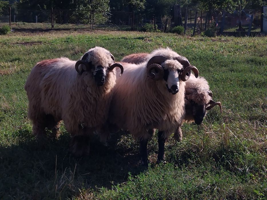 Vând un berbec !