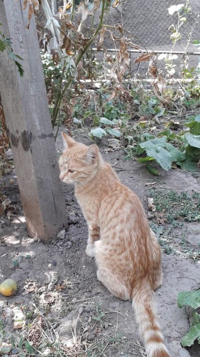 Котята крысыловы