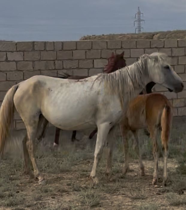 Үйір жылқы сатылады