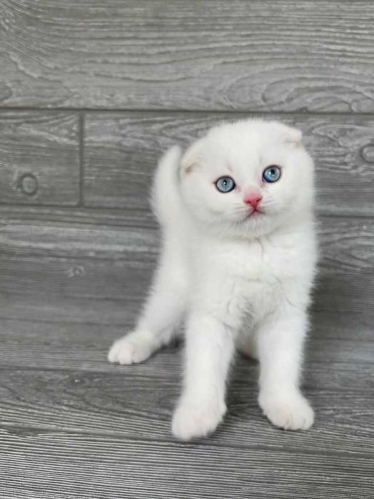 Pisoiaș Scottish Fold cu Pedigree - rezervare