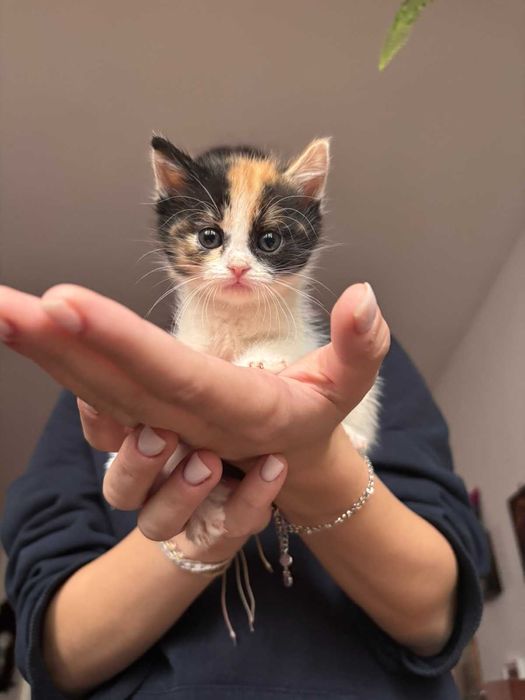Котета търсят дом
