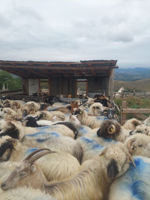 Vand 100 oi !!! Din 250