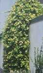 Caprifoi, Mâna Maicii Domnului (Lonicera japonica)