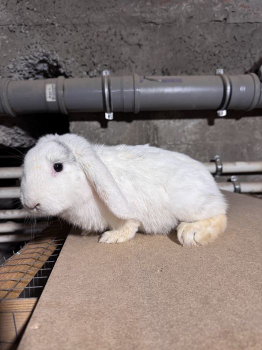 Karlik quyon hatot blan baran