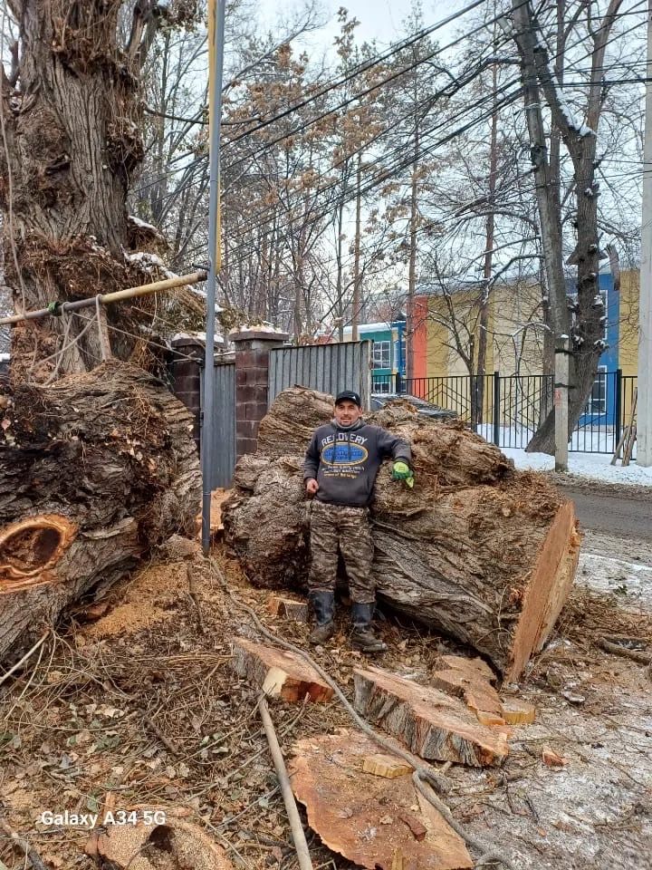 Спил деревьев Алматы.Спилить дерево.Обрезка деревьев.Спил дерева
