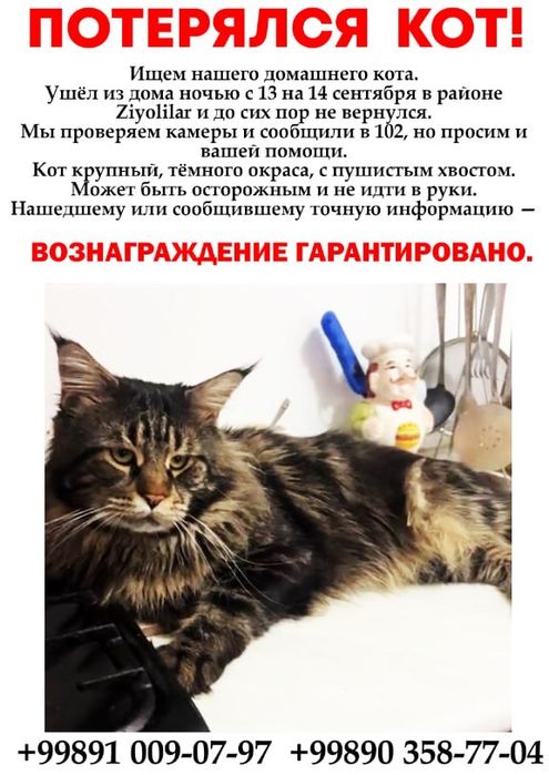 Помогите найти кота