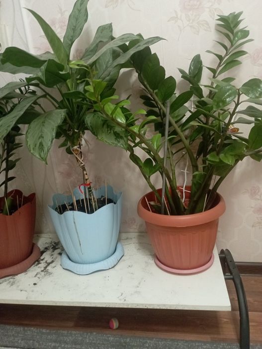 Үлкен гүлдер сатылады