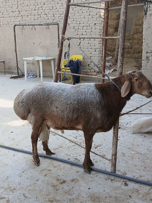 Arashan qochqor sotiladi