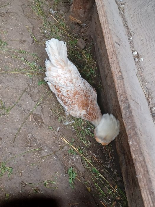 Vand cocoși 90 bucata